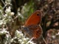 Coenonympha corinna